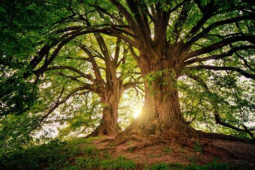 A photo of tree